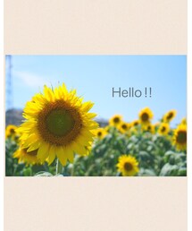 ひまわり畑 | その他