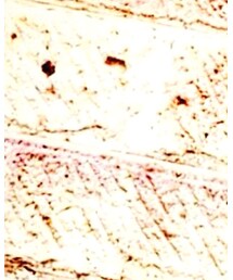 WEGO | ネックレス