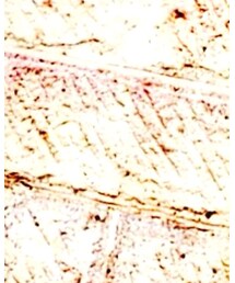 UNIQLO | デニムパンツ