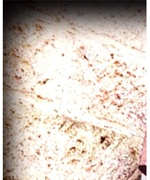 UNIQLO | シャツ/ブラウス