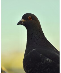 写真② | その他