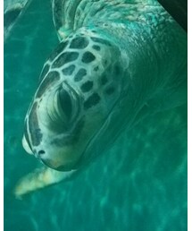 うみがめさん | その他