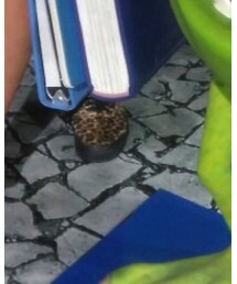 VANS | スリッポン