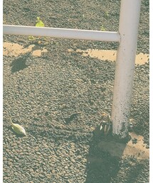 UNIQLO | その他パンツ