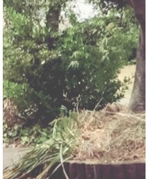 CIAOPANIC TYPY | パンツ