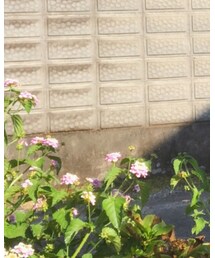 GU | デニムパンツ