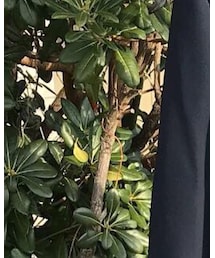 LAD MUSICIAN | セットアップ