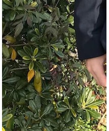 Yves Saint Laurent | ネクタイ