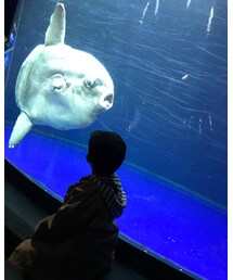 水族館🐠 | その他