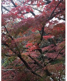 紅葉 | トップス
