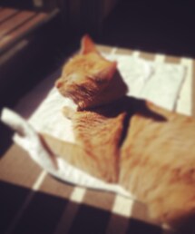 猫 | ペンションの看板猫のチャッピー(その他)