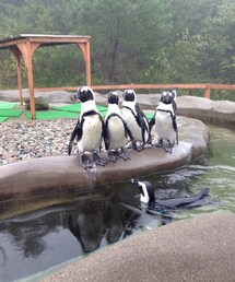 Penguin | 那須どうぶつ王国のペンギンさん(その他)