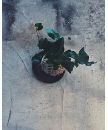 atelier bloom | フラワーベース