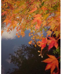 紅葉狩り | その他