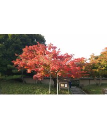 紅葉2 | その他