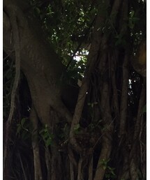 ガジュマル | その他