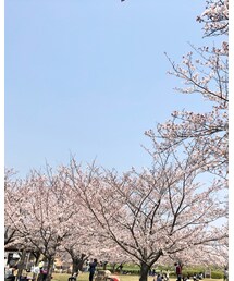桜満開🌸 | その他