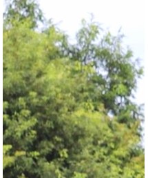 Healthknit | Tシャツ/カットソー