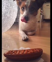 その他 | 愛犬のマロンです^ ^(その他)