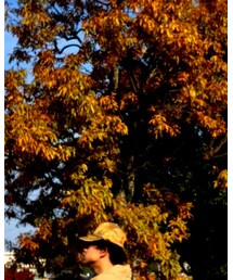 謎の木 | その他