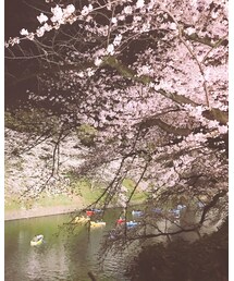 千鳥ヶ淵🌸 | その他