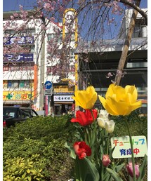 春色のコラボ🌸 | その他