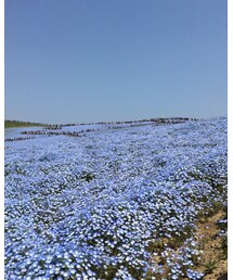 ひたち海浜公園 | その他