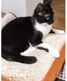 にゃんこをダメにするクッション | その他