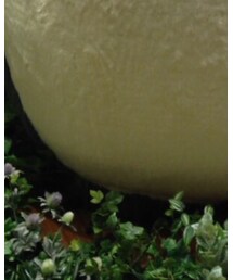 トトロ | その他