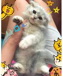 うちのネコ柚子 | その他