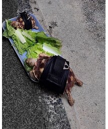 sulcata | ファッション雑貨