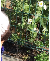 いただきもの | 帽子