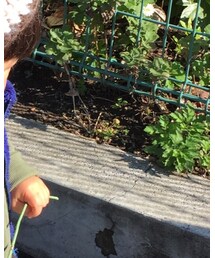 UNIQLO | ジャケット/アウター