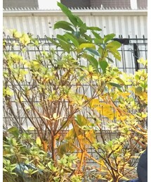 DAISO | ニットキャップ/ビーニー