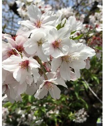 プチお花見 | その他