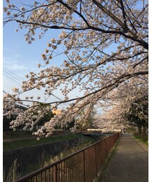 桜 | その他