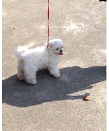 doggy | その他
