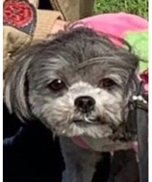 しょうが | 犬(ペットグッズ)