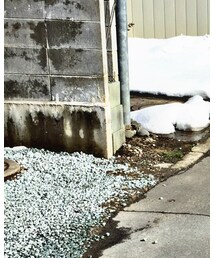 TOMMY HILFIGER | チノパンツ