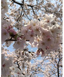 🌸🌸🌸 | その他