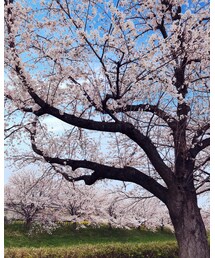 好きな景色🌸❤️ | その他