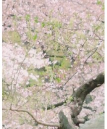 お花見 | その他