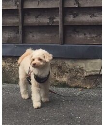 DOG DEPT | ファッション雑貨