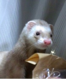 たぬきち(その他ヘアアクセサリー)