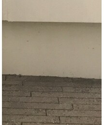 rothko | カーゴパンツ