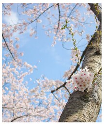 満開の桜 | その他