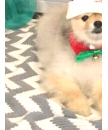 3コインズ | ネックウォーマー/スヌード