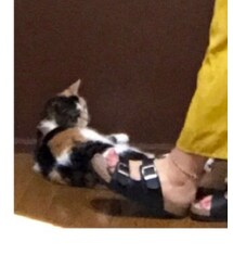 三毛猫 | その他
