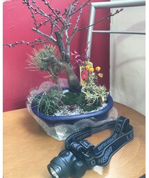 今梅育て中、シュプリーム笑と共に | おもちゃ