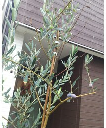 オリーブの木 | 福袋/福箱